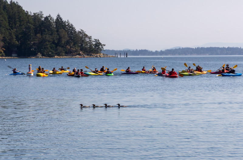 Sport-Kajak-Gruppe beim Paddeln im Wasser.